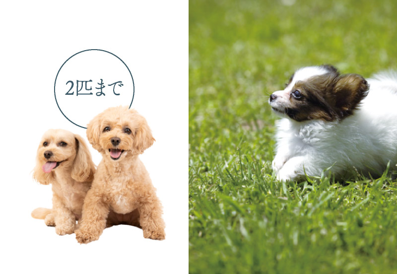 2匹までペット飼育可