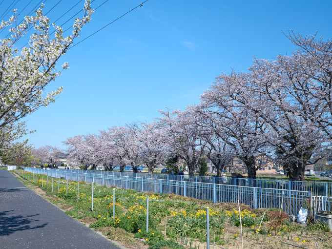 貫抜川沿い遊歩道