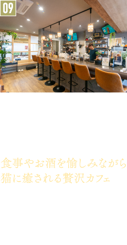 09．保護猫カフェ＆バー／Cafe＆Bar Manul（カフェアンドバーマヌル）