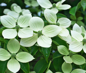 常緑ヤマボウシ