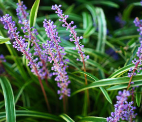 フイリヤブラン