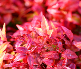 オタフクナンテン